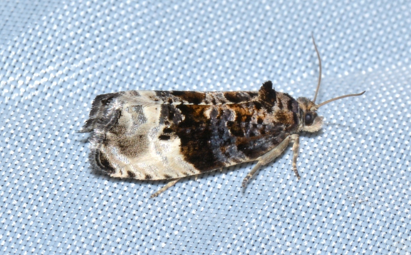 Tortricidae: Hedya nubiferana